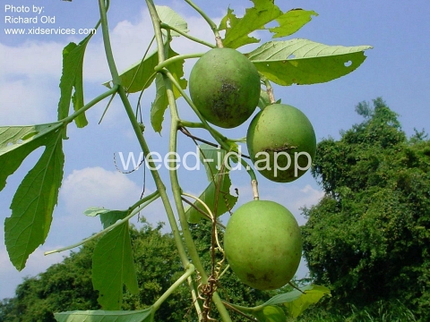 passionflower, maypop
